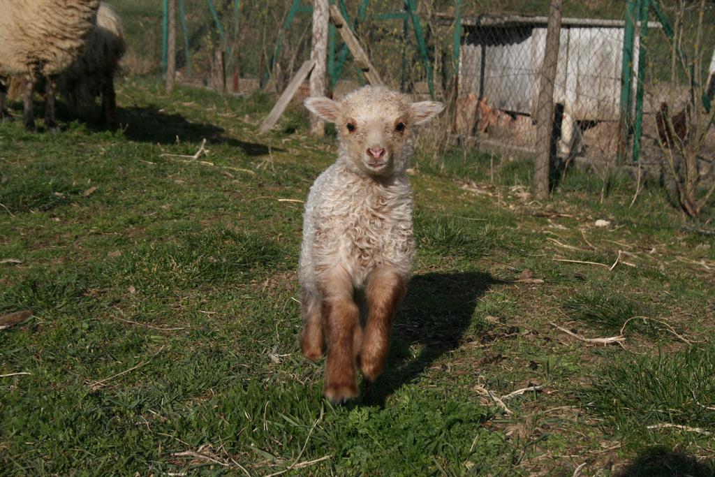 Gasthaus Malomdulo Farmhaz Pilisborosjenő Exterior foto