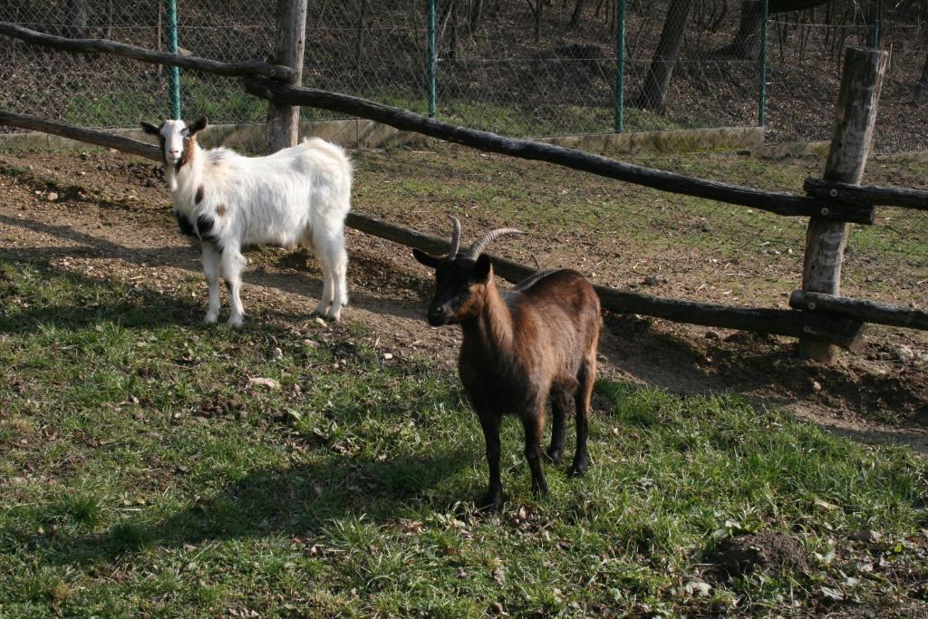 Gasthaus Malomdulo Farmhaz Pilisborosjenő Exterior foto